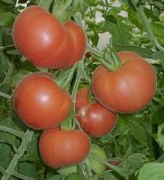 Лот: 10904562. Фото: 7. томат Садовый персик. красный...