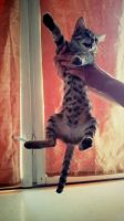 Лот: 4309488. Фото: 2. Котенок девочка. Животные и уход