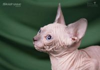 Лот: 6056657. Фото: 4. Срочно малыши Канадского сфинкса... Красноярск