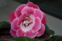 Лот: 4278448. Фото: 2. 2 махровые глоксинии в одном горшке... Комнатные растения и уход