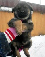 Лот: 2399551. Фото: 2. Щенята, разные цвета, просматривайте... Животные и уход