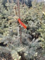 Лот: 17459796. Фото: 8. Голубые ели из Европы