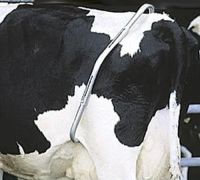 Лот: 16161161. Фото: 2. Антибрык Melasty (Турция) В наличии. Бизнес