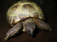 Лот: 3092840. Фото: 3. черепаха сухопутная. Растения и животные