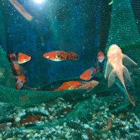 Лот: 20680317. Фото: 6. Меченосец; Ситцевый, ананас, черные...