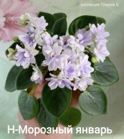Лот: 17368909. Фото: 7. Фиалка сортовая - лист .