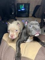 Лот: 21292459. Фото: 6. Собака