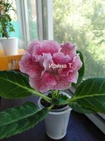 Лот: 13970199. Фото: 2. Глоксиния "Принцесса Нефертити... Комнатные растения и уход