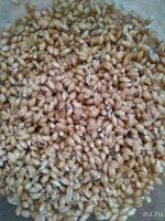 Лот: 13248169. Фото: 2. Пшеница для проращивания или изготовления... Продукты