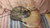 Лот: 2369714. Фото: 2. Котенок! кошечка трехцветная,ласковая... Животные и уход