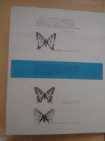 Лот: 15792672. Фото: 2. Сувенирный набор Спички-бабочки... Сувениры