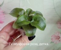 Лот: 9481422. Фото: 2. Фиалка TV-Муаровая роза - детка... Комнатные растения и уход