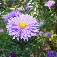 Лот: 11729853. Фото: 2. Октябринки. Многолетняя Астра. Семена, рассада, садовые растения