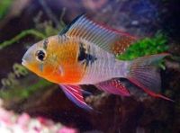 Лот: 16387306. Фото: 8. Боливийская бабочка (Microgeophagus...