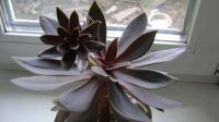Лот: 11845430. Фото: 3. Graptoveria x Fred Ives Граптоверия... Растения и животные