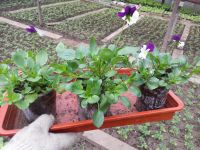 Лот: 7442616. Фото: 18. Продаем рассаду . Большой ассортимент...