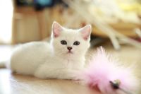 Лот: 8773178. Фото: 2. Продам британского котенка - мальчик... Животные и уход