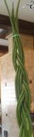 Лот: 7718807. Фото: 2. Сансевиерия цилиндрика - Sansevieria... Комнатные растения и уход