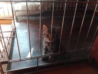 Лот: 8266976. Фото: 3. Котенок воспитанный омоновской... Растения и животные
