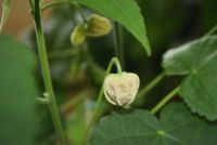 Лот: 4260947. Фото: 3. Абутилон Бэлла красный (зацветает... Растения и животные