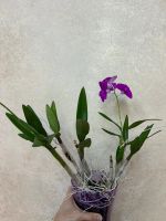Лот: 25882280. Фото: 2. Дендрофаленопсис. Комнатные растения и уход