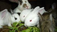 Лот: 9666797. Фото: 3. крольчата обычные 1 месяц с другого... Растения и животные