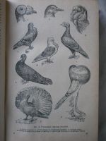 Лот: 3987847. Фото: 7. Книга К.А Тимирязева "Чарлз Дарвин...