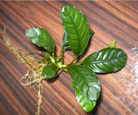 Лот: 15653070. Фото: 7. Анубиас Кофефолия (Anubias barteri...