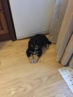 Лот: 5293042. Фото: 4. Отдадим в добрые руки щенков дворянской... Красноярск