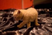 Лот: 1025282. Фото: 3. Британец. Растения и животные