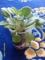 Лот: 648236. Фото: 2. Сорт фиалки Hello Sunshine детка. Комнатные растения и уход