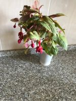 Лот: 17665601. Фото: 2. Фуксия Голден Маринка цветущая. Комнатные растения и уход