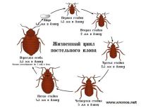 Лот: 3471182. Фото: 2. От КЛОПов средство. 100 % результат... Хозтовары