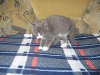 Лот: 3654321. Фото: 3. _*Котята*_. Растения и животные