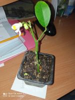 Лот: 11163374. Фото: 5. лимон сорт пандероза N58