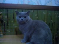 Лот: 3513248. Фото: 5. Шотландская кошечка
