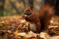 Лот: 10927565. Фото: 5. Tamron SP AF 28-75mm f/2.8 XR...