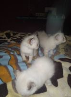 Лот: 13234247. Фото: 4. Котята невская маскарадная. Красноярск
