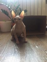 Лот: 9448764. Фото: 2. Отдам котенка сфинска. Животные и уход
