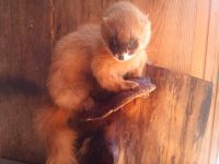 Лот: 3104606. Фото: 2. Чучело зверька. Ручная работа