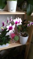 Лот: 9495103. Фото: 3. Орхидея Дендробиум. Растения и животные