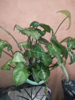 Лот: 14552251. Фото: 2. Сингониум 2. Комнатные растения и уход