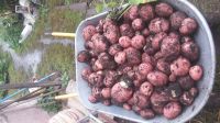 Лот: 12233833. Фото: 2. Картофель на семена. Семена, рассада, садовые растения