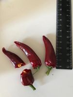Лот: 9584015. Фото: 7. Рассада острого перца Чили