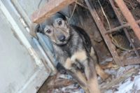Лот: 3446563. Фото: 2. Девчонки лапушки!. Животные и уход