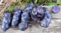 Лот: 2705901. Фото: 2. Пурпурный картофель Vitelotte... Семена, рассада, садовые растения