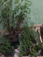 Лот: 11421233. Фото: 3. Тимьян ползучий, чабрец. Для дачи, дома, огорода, бани, парка