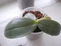 Лот: 3710331. Фото: 3. Phalaenopsis gigantea. Растения и животные