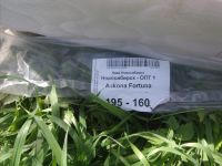 Лот: 3141302. Фото: 3. Матрас. Домашний быт