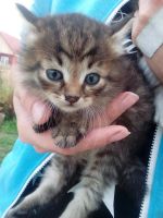 Лот: 12243506. Фото: 2. Котенок, Котёнок, Котята, Кошка... Животные и уход
